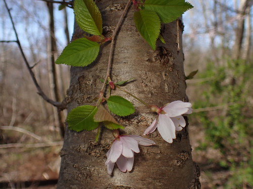 Prunus serrulata ((in the Sato-Zakura group)) (alternate view 5)