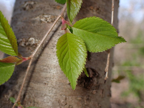 Prunus serrulata ((in the Sato-Zakura group)) (alternate view 3)
