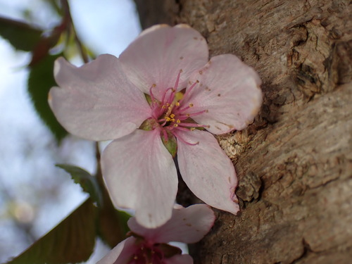 Prunus serrulata ((in the Sato-Zakura group))