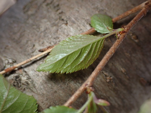 Prunus serrulata ((in the Sato-Zakura group)) (alternate view 4)