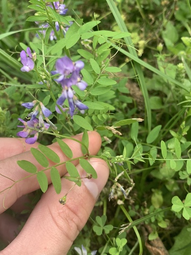 Vicia ludoviciana (slender vetch) (alternate view 2)