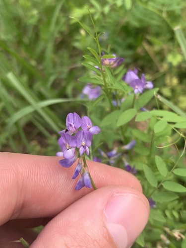 Vicia ludoviciana (slender vetch) (alternate view 3)