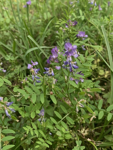 Vicia ludoviciana (slender vetch) (alternate view 4)