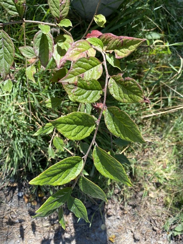 Cotoneaster bullatus (hollyberry cotoneaster)