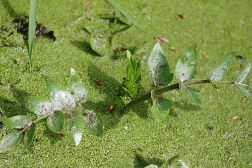 Helosciadium nodiflorum (Fool's Watercress)