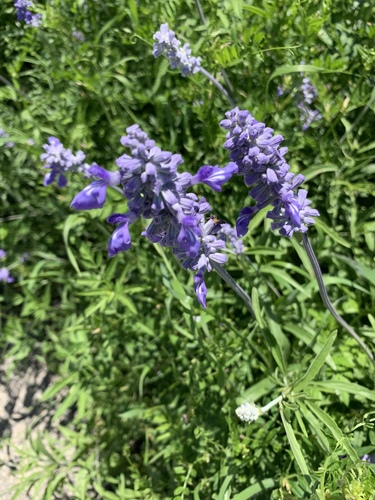 Salvia farinacea (mealy sage)