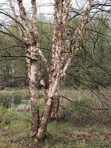 Betula nigra (River Birch)
