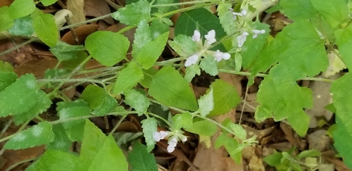 Stachys floridana (Florida Hedgenettle)