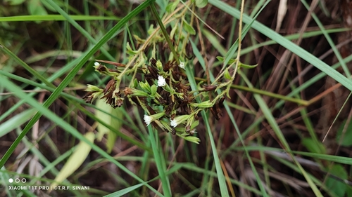 Stevia rebaudiana (Stevia) (alternate view 2)
