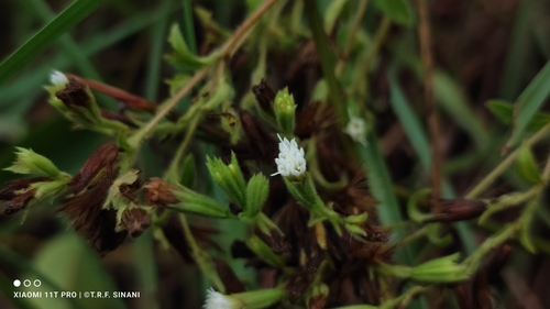 Stevia rebaudiana (Stevia) (alternate view 3)