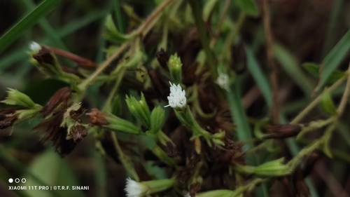 Stevia rebaudiana (Stevia) (alternate view 4)