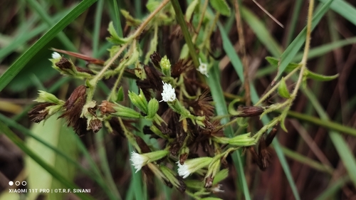 Stevia rebaudiana (Stevia) (alternate view 5)