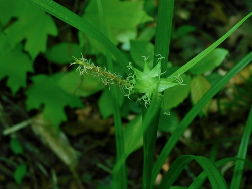 Carex grayi (Gray's Sedge)