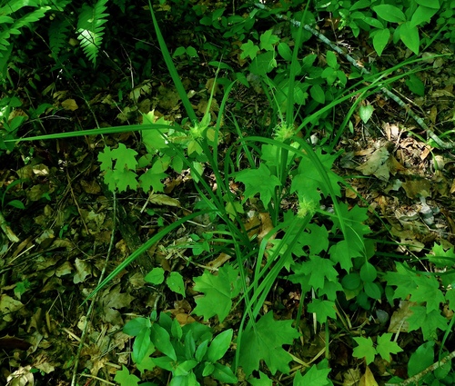 Carex grayi (Gray's Sedge)