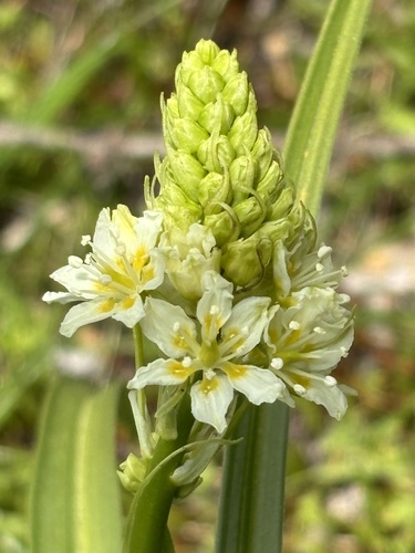 Toxicoscordion venenosum (Meadow Deathcamas)