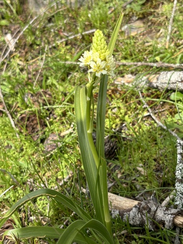 Toxicoscordion venenosum (Meadow Deathcamas) (alternate view 2)