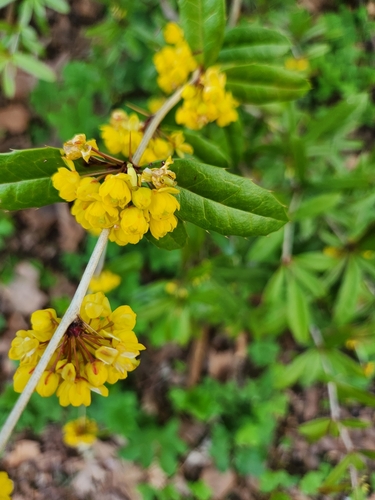 Berberis julianae (Wintergreen barberry) (alternate view 5)