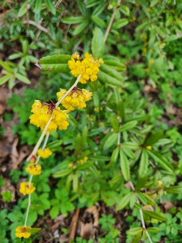 Berberis julianae (Wintergreen barberry) (alternate view 6)