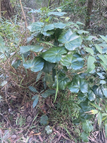 Sarcopetalum harveyanum (pearl vine) (alternate view 5)