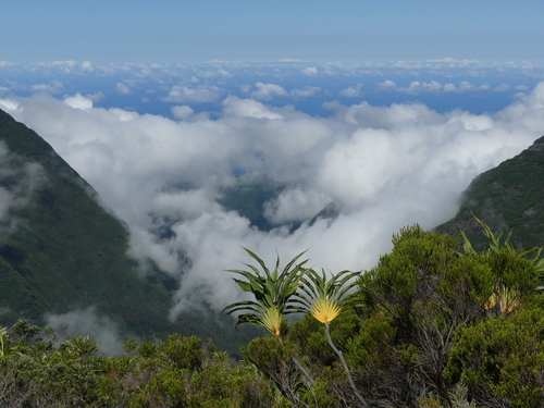 Cordyline (cabbage trees and allies) (alternate view 4)