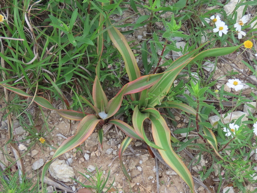 Yucca rupicola (Twisted-leaf Yucca) (alternate view 6)