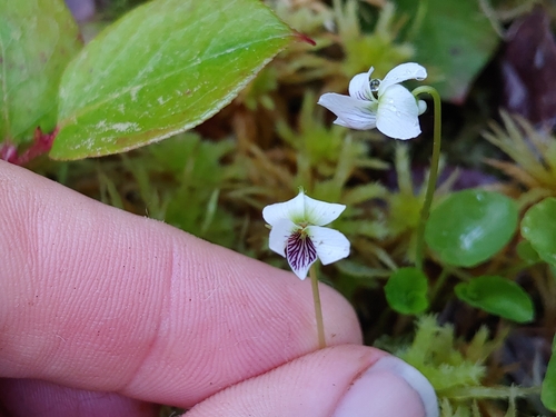 Viola minuscula (northern white violet)