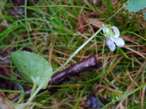 Viola minuscula (northern white violet) (alternate view 2)