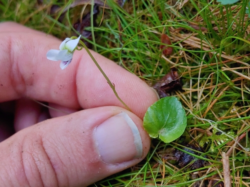 Viola minuscula (northern white violet) (alternate view 3)