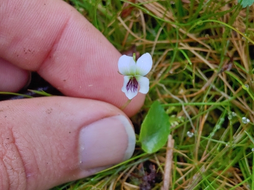 Viola minuscula (northern white violet) (alternate view 4)