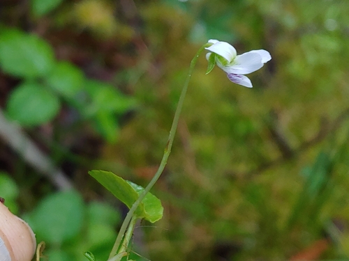 Viola minuscula (northern white violet) (alternate view 5)