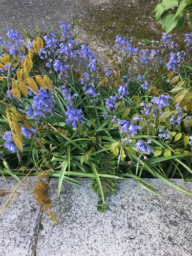 Hyacinthoides hispanica (Spanish bluebells) (alternate view 5)