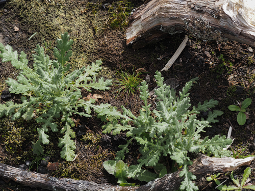 Senecio sylvaticus (wood groundsel) (alternate view 3)