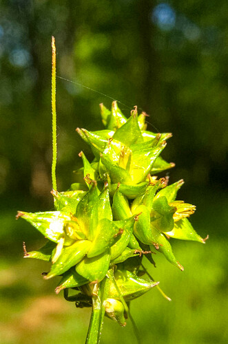 Carex leavenworthii (Leavenworth's Sedge)