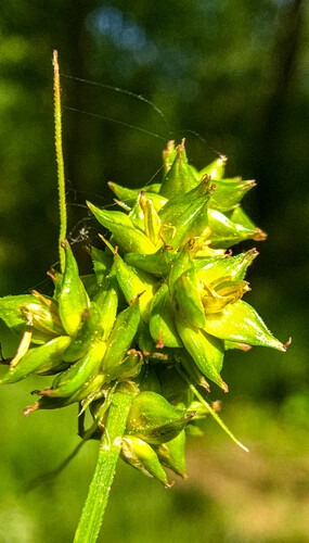 Carex leavenworthii (Leavenworth's Sedge)