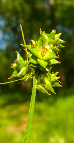 Carex leavenworthii (Leavenworth's Sedge)
