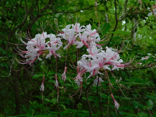 Rhododendron periclymenoides (Pinxter Flower) (alternate view 4)