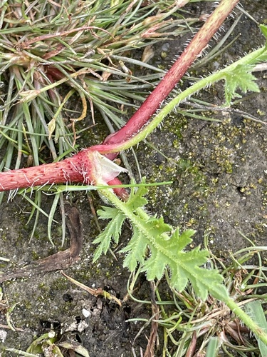 Erodium botrys (Mediterranean Stork's-bill) (alternate view 4)