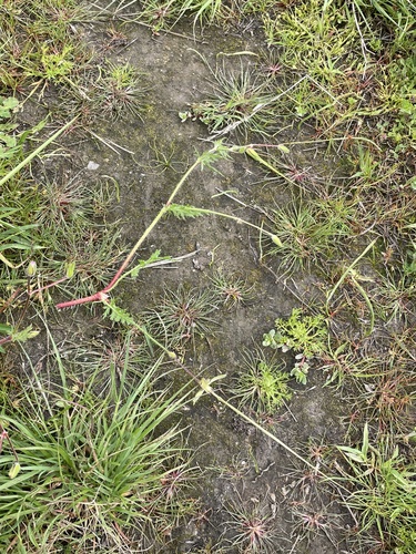 Erodium botrys (Mediterranean Stork's-bill) (alternate view 5)