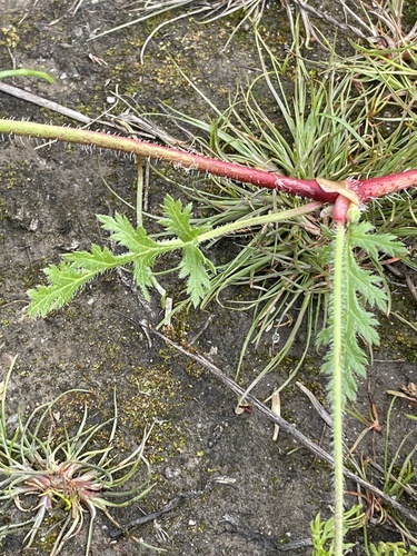 Erodium botrys (Mediterranean Stork's-bill) (alternate view 3)