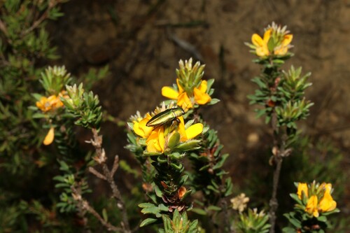 Pultenaea tuberculata (Wreath Bush-pea) (alternate view 3)