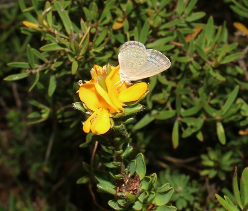 Pultenaea tuberculata (Wreath Bush-pea) (alternate view 4)