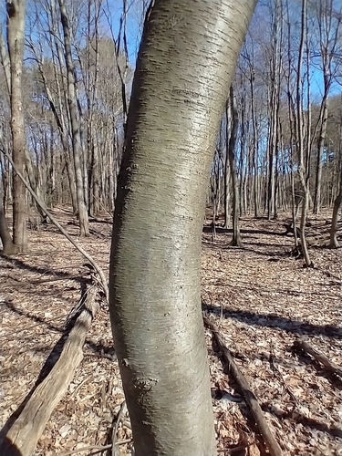 Betula lenta (sweet birch) (alternate view 4)