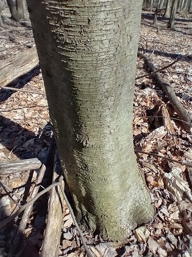 Betula lenta (sweet birch) (alternate view 5)