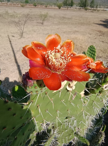 Opuntia tomentosa (Woollyjoint Pricklypear) (alternate view 5)