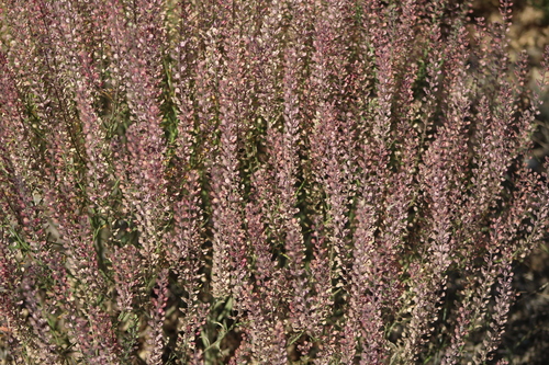 Lepidium virginicum (Virginia pepperweed)