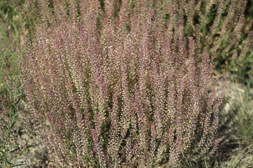 Lepidium virginicum (Virginia pepperweed)