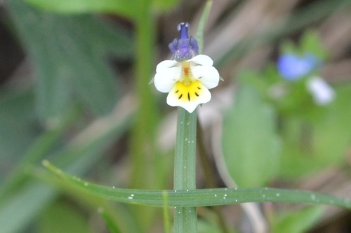Viola arvensis (European field pansy)