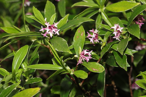 Daphne odora (Winter Daphne) (alternate view 3)