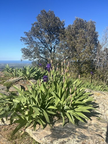Iris × germanica (Bearded iris) (alternate view 7)