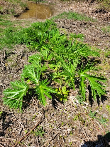 Heracleum mantegazzianum (giant hogweed) (alternate view 5)